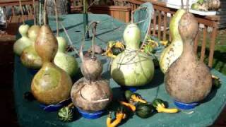 Birdhouse Gourds Maturing Hardening Curing vs Rotting [upl. by Olaznog]