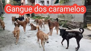 Gangue Dos Cachorros Caramelos [upl. by Cormick]