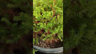 Thuja plant plants shorts short shortvideo gardening [upl. by Alberic257]