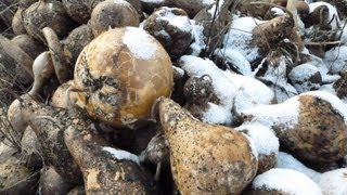 How to Dry Gourds for Crafting [upl. by Terrena]