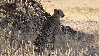 Kgalagadi Aug 2024  Cheetah before attempted kill  Dalkeith [upl. by Qifar]