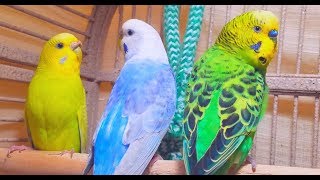 A unique recording of 10 Hr parakeet birds singing to help people relax and rid of anxiety [upl. by Vannie]