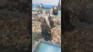 ウトウトしてるフンボルトペンギンの子供のこしあんとつぶあん あわしまマリンパーク Sleepy Humboldt penguin child [upl. by Lohman]