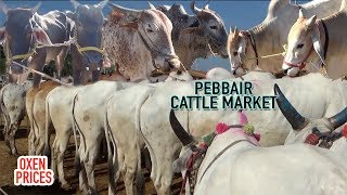 BIGGEST CATTLE MARKET IN TELANGANA  PEBBAIR CATTLE MARKET OXEN PRICES [upl. by Edgar]