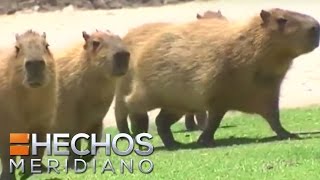 Capybara el roedor más grande del mundo en peligro de extinción  Zona Verde [upl. by Anabal455]