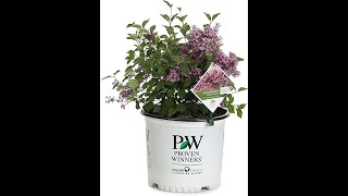 3 Gal Bloomerang Dark Purple Reblooming Lilac Syringa Live Shrub Purple Flowers [upl. by Ube]