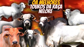 ✅🔴OS MELHORES TOUROS NELORE DOS ÚLTIMOS ANOS [upl. by Busby]