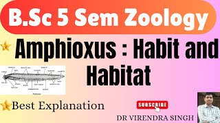 Amphioxus  Habit and Habitat  For BSc 5Sem and other competitive exams [upl. by Lebama]