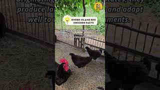 Rhode Island Red chicken Facts shorts chicken [upl. by Almira]