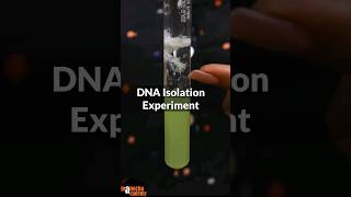 DNA Isolation Practical Class 12 shorts [upl. by Namhcan]