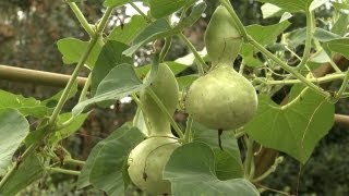 How to Plant Gourds  At Home With P Allen Smith [upl. by Ellicul]