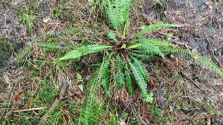 Blechnum spicant  hardfern žebrovice různolistá  230830 [upl. by Adoree]