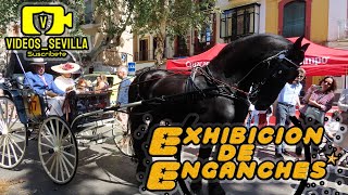 Exhibición de Enganches por las calles de Sevilla 2023 [upl. by Maidy]