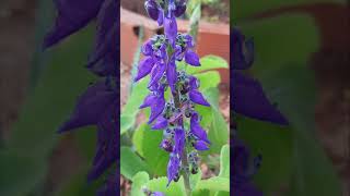 Plectranthus barbatus AndrewsFlor do Boldo [upl. by Runkle37]