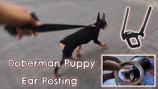 Doberman Pinscher 3 Months Update  Best Doberman Ear Posting Method [upl. by Ennirak356]