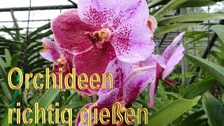 Orchideen richtig gießen – Anleitung  Orchideengewächse Pflege Tipps  Orchidee wässern  Pflege [upl. by Jac861]