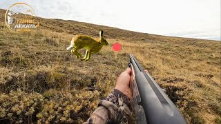 TAVŞAN VE KEKLİK AVI SHOTKAMLA ÇOK NET GÖRÜNTÜLER HARE HUNTS ОХОТА НА КРОЛИКА صيد الأرنب shotcam [upl. by Herzel]