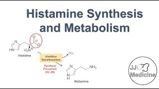 Histamine Synthesis and Metabolism Pathway [upl. by Casta]