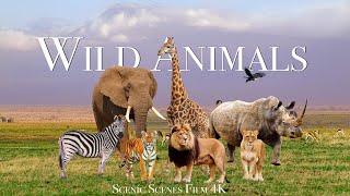 Amazing Scene of Wild Animals In 4K  Scenic Relaxation Film [upl. by Holbrooke]