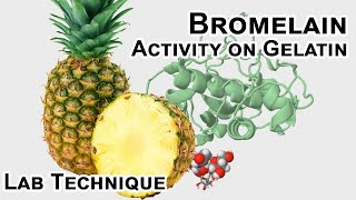 Bromelain protease activity  Biology Lab Techniques [upl. by Retnyw]