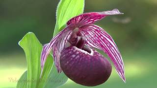 Cypripedium franchetii [upl. by Haelat]