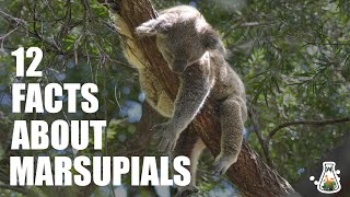 12 Interesting Facts About Marsupials [upl. by Bathsheba]