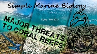 Dangers for Tropical Coral Reefs  Simple Marine Biology 6 [upl. by Tessler348]