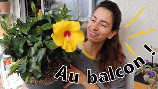 Haul plantes taille des arbustes amp sauvetages ficus [upl. by Eniac442]