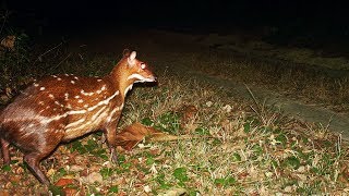 Amazing Antelope  The Water chevrotain dive and swim beneath the water surface [upl. by Rramel532]