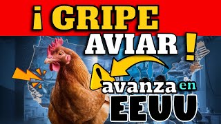 ¡ALERTA GRIPE AVIAR AVANZA EN EEUU [upl. by Mcnully]