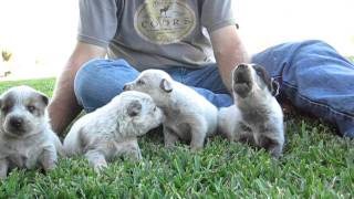 Red Heeler Puppies Singing [upl. by Arlyne528]