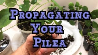 How to propagate Pilea peperomioides  How to propagate remove and repot the new plantlets [upl. by Seeto]