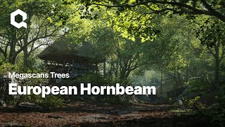 Megascans Trees European Hornbeam [upl. by Balduin48]