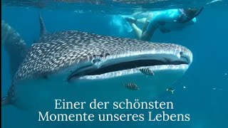 Schnorcheln mit dem größten Fisch der Welt  Walhaie auf den Malediven [upl. by Sonja]