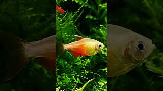 Flame Tetra Hyphessobrycon flammeus [upl. by Rikahs]