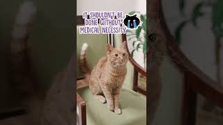 Is Declawing Cats Okay shorts cats [upl. by Garibald]