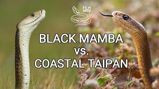 Black mamba vs Coastal taipan  Battle of the deadly snakes [upl. by Airtemak]