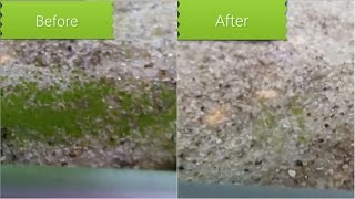 How to DIY remove green spot algae from aquarium glass [upl. by Nevil]