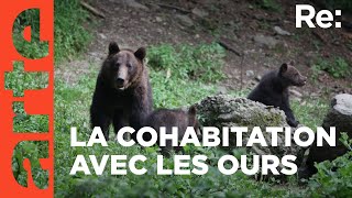 Le danger des ours  ARTE Regards [upl. by Thirion]