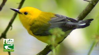 Prothonotary warbler song  call  sound  Bird [upl. by Debera]