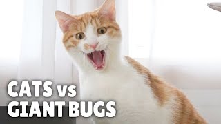 Cats vs Giant Bugs  Kittisaurus [upl. by Nobel]