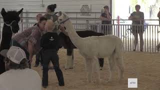 Fiber Animal Show at Scotts Bluff County Fair 2024 [upl. by Martinson]