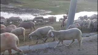 Sandıklı Akdağ Tabiat Parkı ormankesfetteyiz öneçıkar [upl. by Lonnard151]