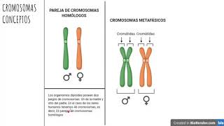 Cromosomas homólogos y metafásicos [upl. by Meridel]