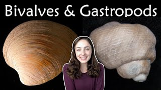 Mollusca Pt 2 Bivalves amp Gastropods Invertebrate Paleontology  GEO GIRL [upl. by Adnicaj]