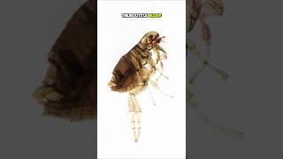 Invasive Bloodsuckers Flea Facts fleas facts shorts [upl. by Eahsal]