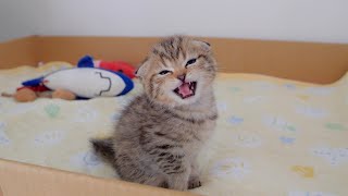 This cute kitten is half asleep and says quotwelcome homequot when its owner comes home [upl. by Letnuahs]