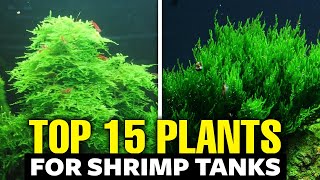 The 15 BEST Plants for Shrimp Tanks [upl. by Marvin113]