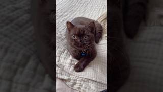 Brown British shorthair 🐻🙊 britishshorthair catvideos catlovers cutekittensvideo catshorts [upl. by Bentley360]