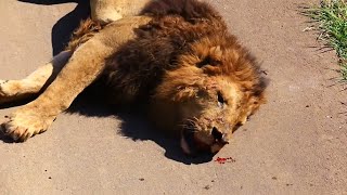 Top 10 Moments Lions are Killed by Their Prey [upl. by Cutty331]